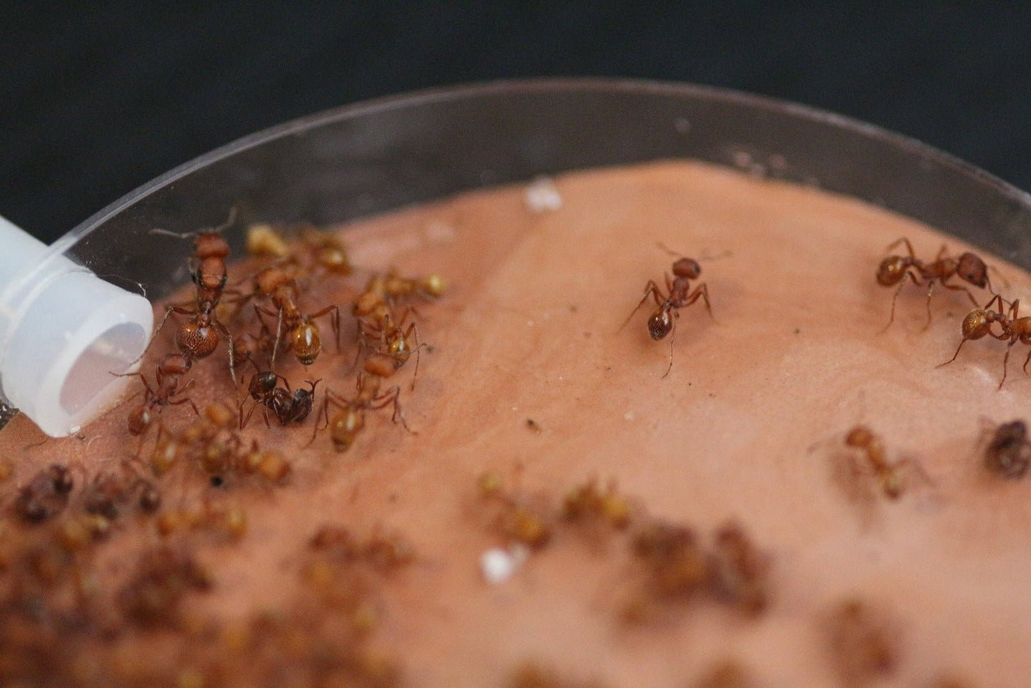 Pogonomyrmex occidentalis (Western Harvester Ants) - Canada Ant Colony