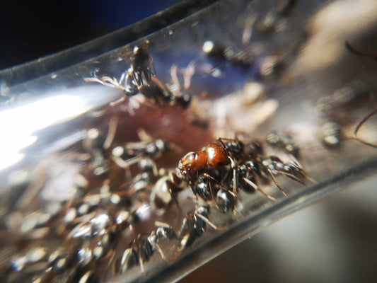 Polyergus mexicanus (Mexican Amazon Ant) - Canada Ant Colony