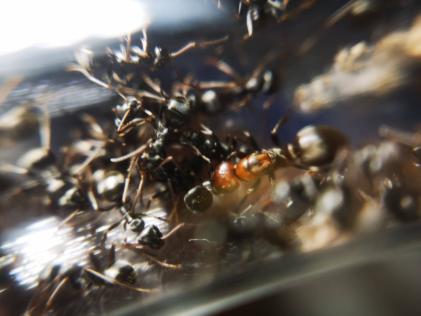 Polyergus mexicanus (Mexican Amazon Ant) - Canada Ant Colony