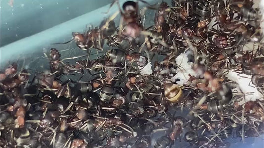 Formica adamsi (Micro Queen Mound Ant)