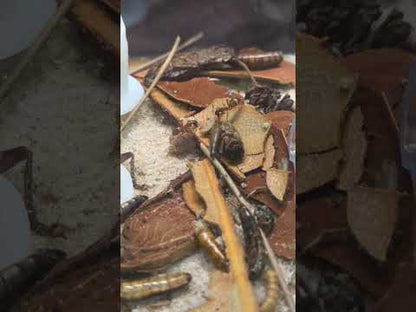 Ant Colony Protein Diet