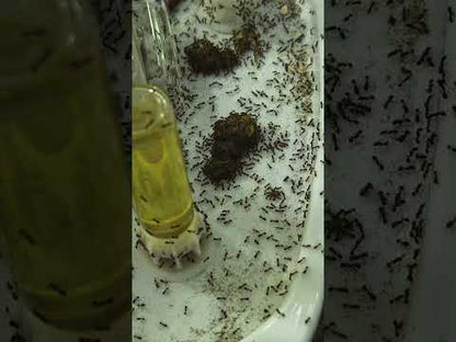 Ant Colony Protein Diet