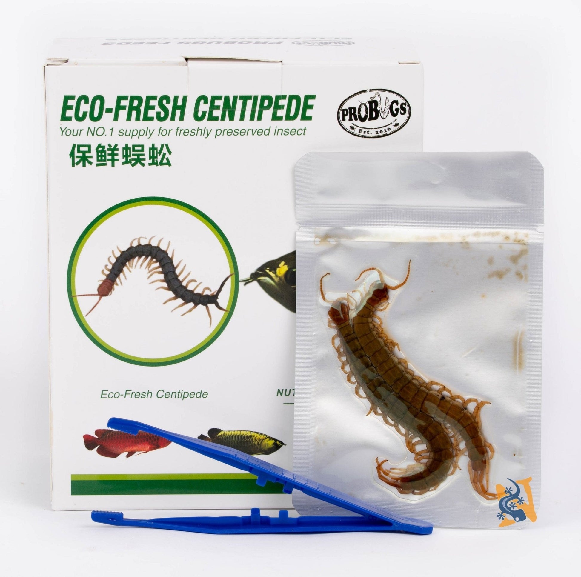 ProBugs Eco - Fresh Centipedes - Canada Ant Colony