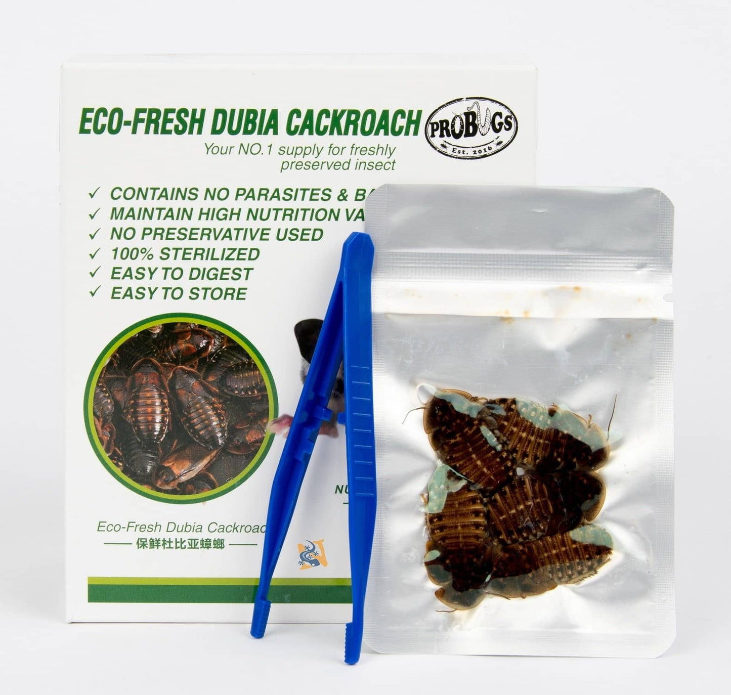 ProBugs Eco - Fresh Dubia Cockroach - Canada Ant Colony