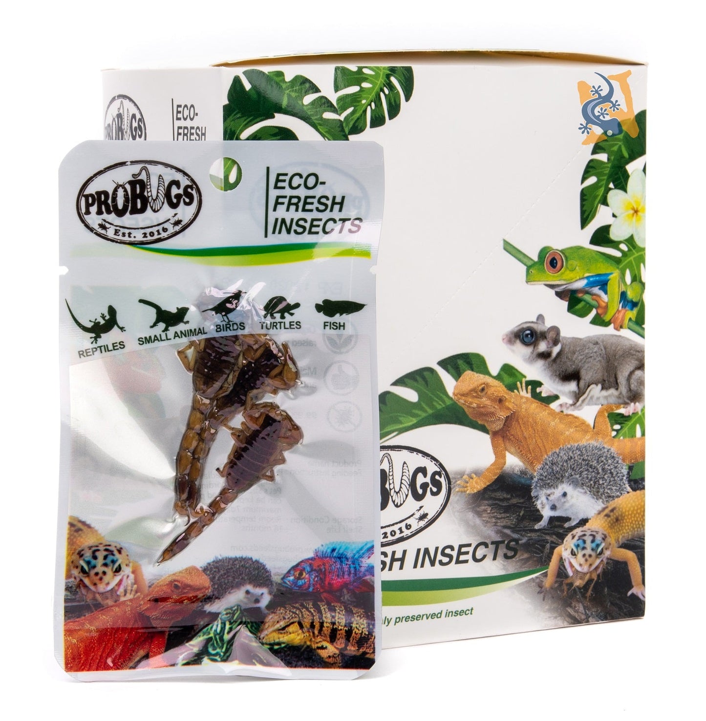 ProBugs Eco - Fresh Scorpion - Canada Ant Colony