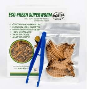 ProBugs Eco - Fresh Superworms - Canada Ant Colony