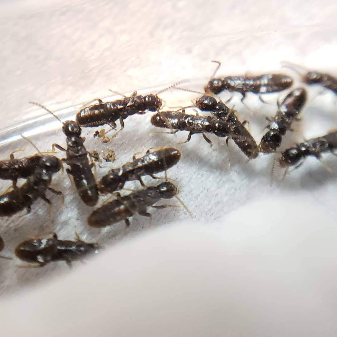 Reticulitermes hesperus (Western Subterranean Termite) - Canada Ant Colony