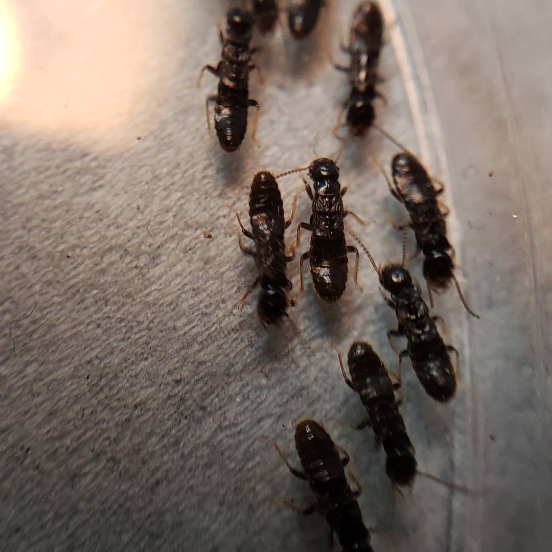 Reticulitermes hesperus (Western Subterranean Termite) - Canada Ant Colony