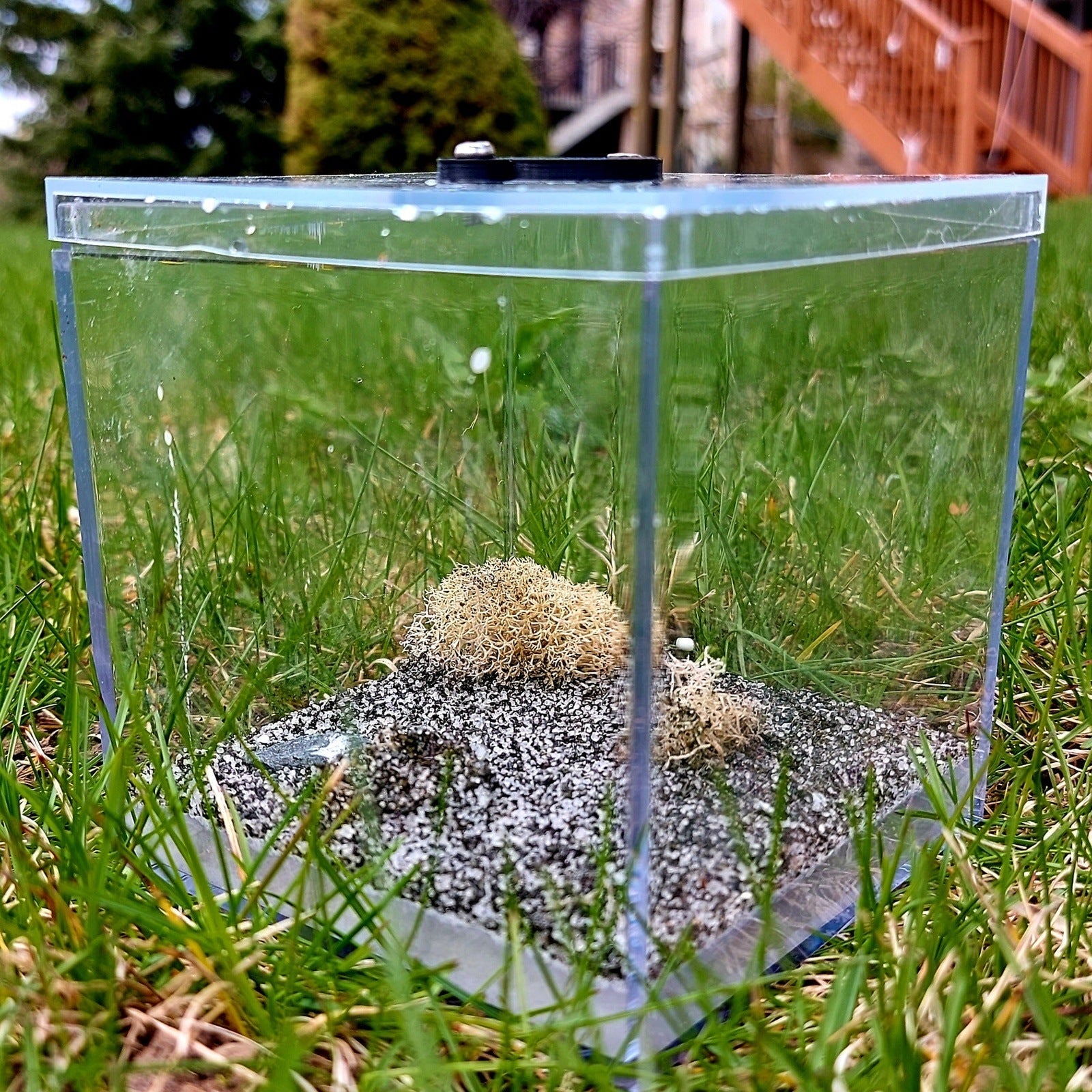 Small Alvar Biome Outworld - Canada Ant Colony