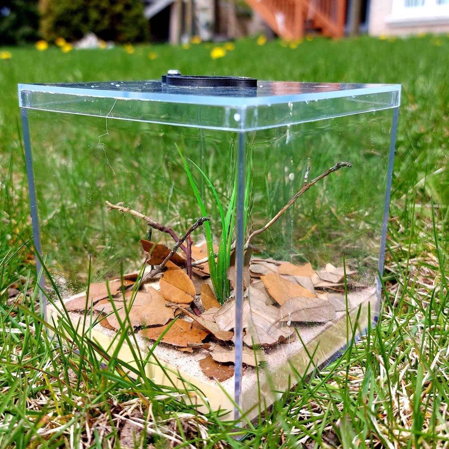 Small Black Oak Savannah Biome Outworld - Canada Ant Colony