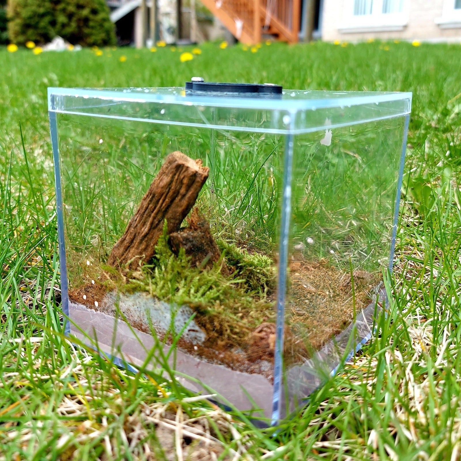 Small Carolinian Biome Outworld - Canada Ant Colony