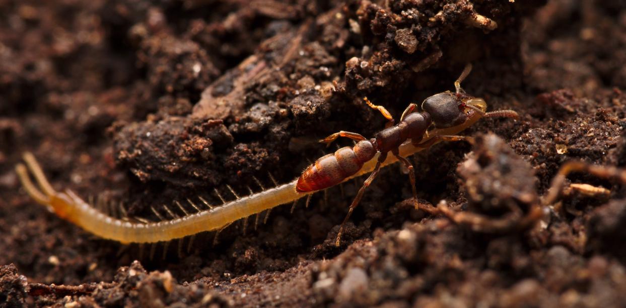 Stigmatomma oregonense (Western Vampire Ant) - Canada Ant Colony