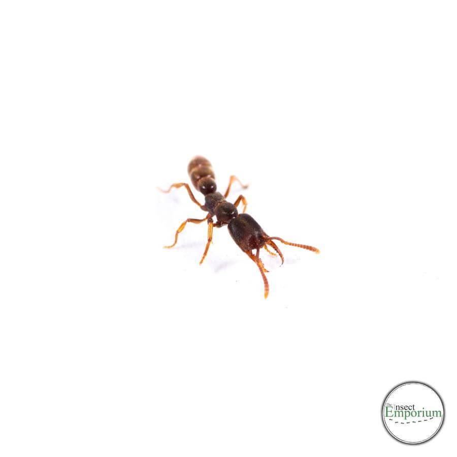 Stigmatomma oregonense (Western Vampire Ant) - Canada Ant Colony