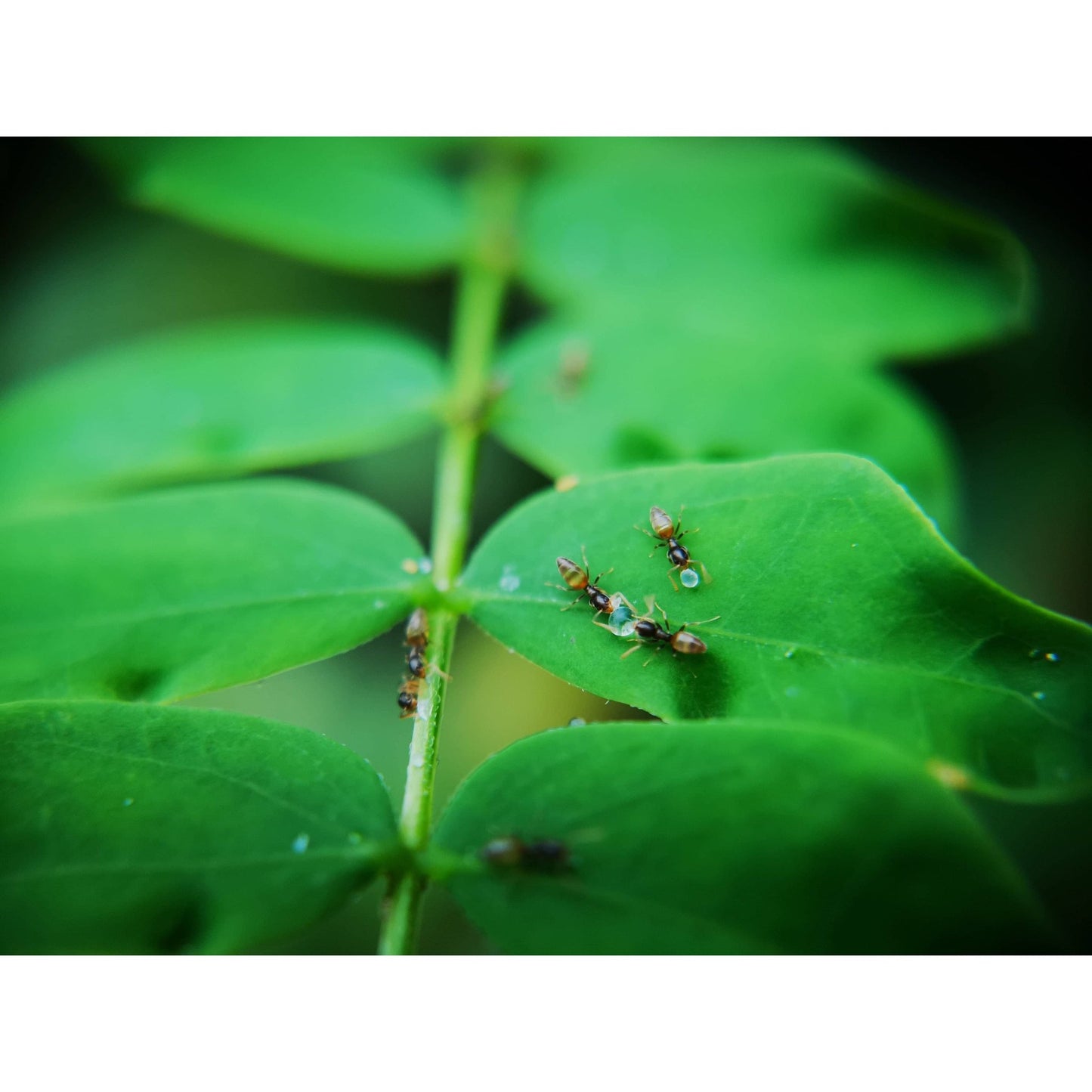 Tapinoma melanocephalum - Canada Ant Colony