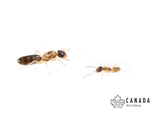 Tapinoma melanocephalum - Canada Ant Colony