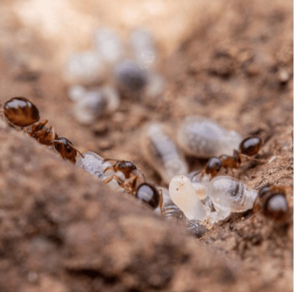 Temnothorax nevadensis (Nevada Acorn Ant) - Canada Ant Colony