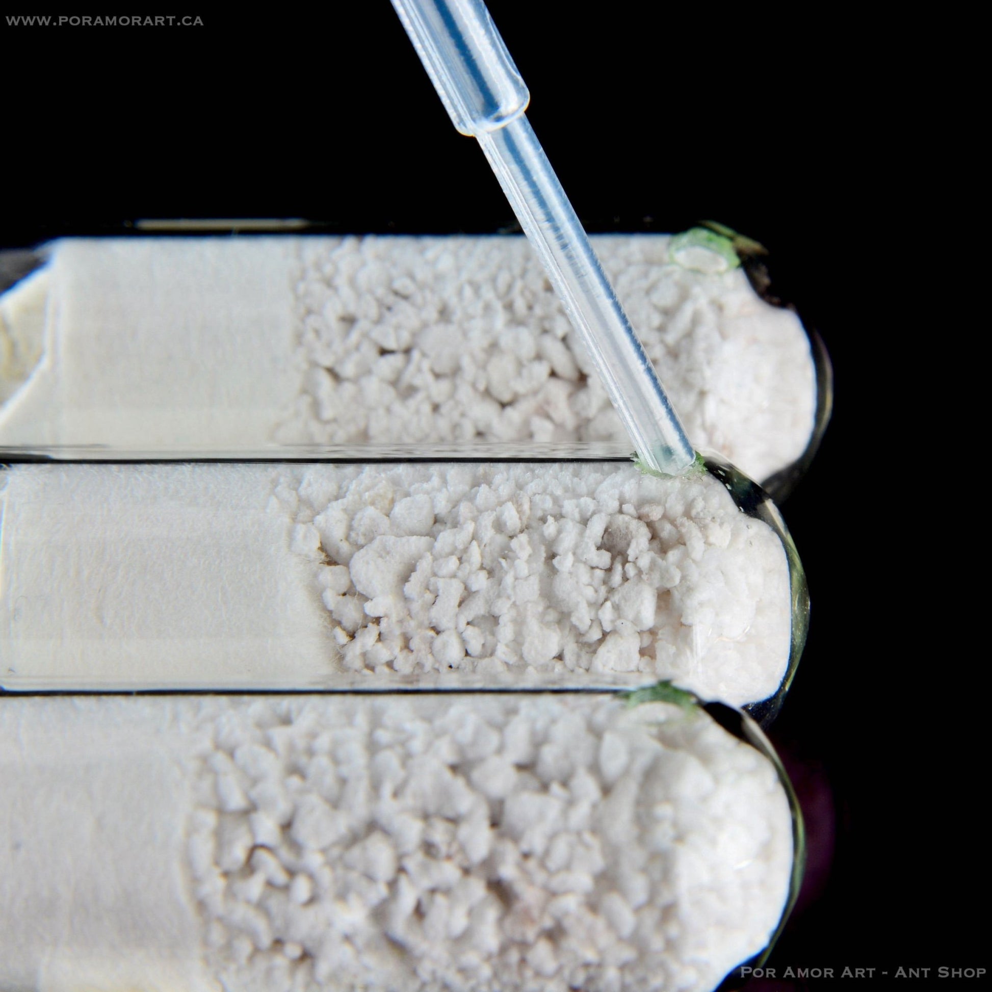 Test Tube Array Formicarium with Plastic Inserts - Canada Ant Colony