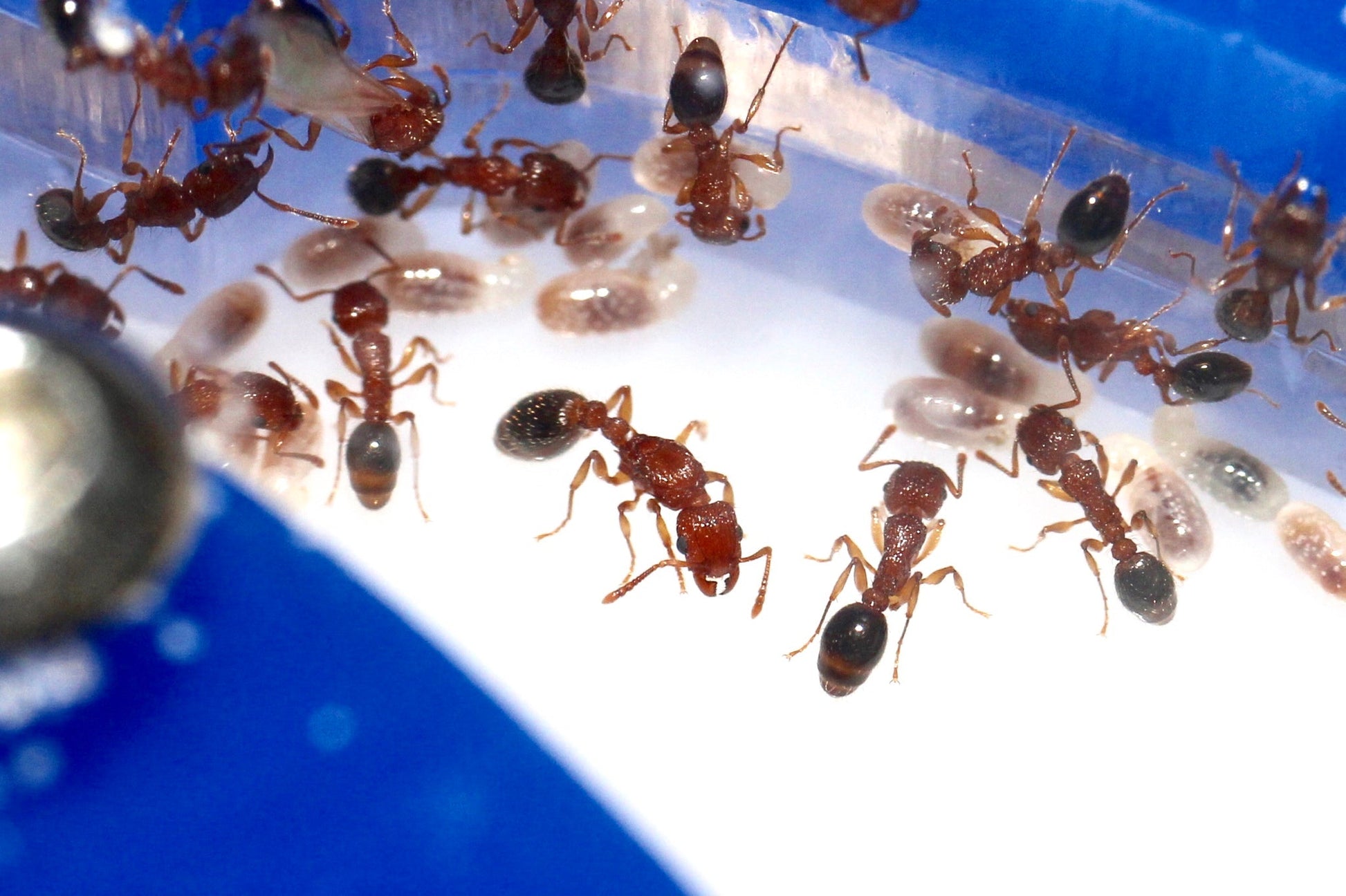 Tetramorium bicarinatum (Guinea Ant) - Canada Ant Colony