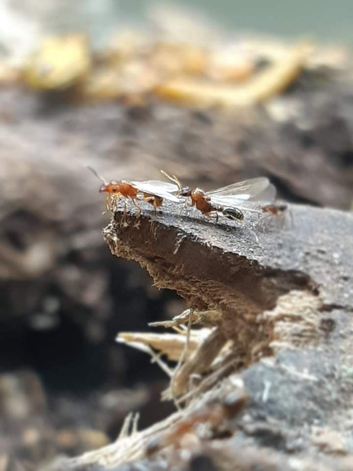 Tetramorium bicarinatum (Guinea Ant) - Canada Ant Colony