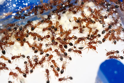 Tetramorium bicarinatum (Guinea Ant) - Canada Ant Colony