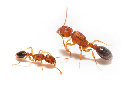 Tetramorium bicarinatum (Guinea Ant) - Canada Ant Colony