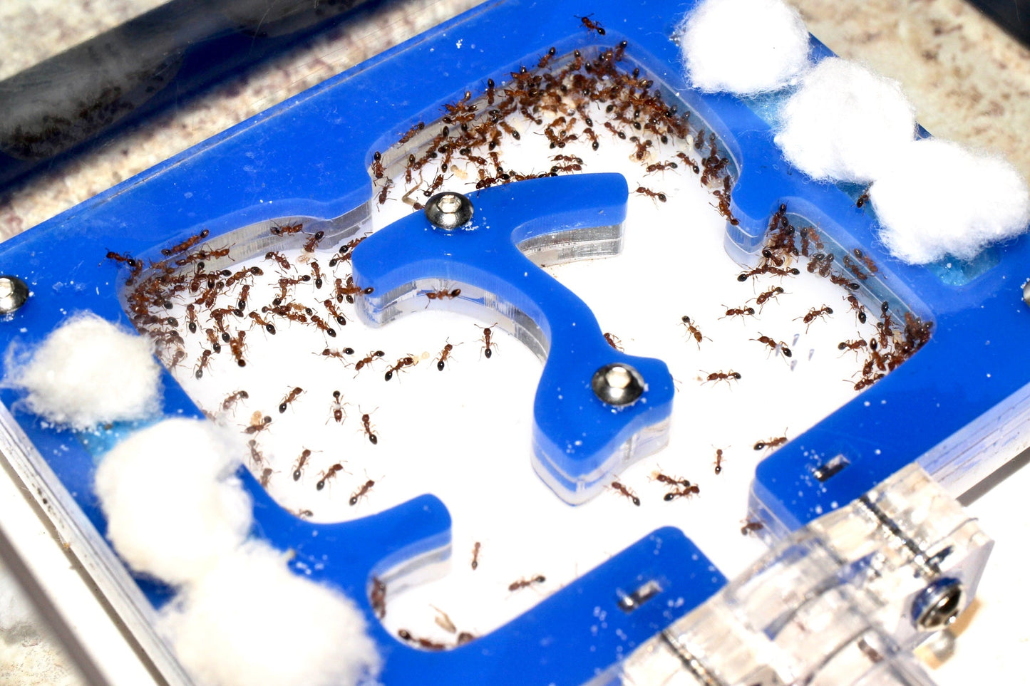 Tetramorium bicarinatum (Guinea Ant) - Canada Ant Colony