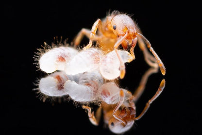 Tetramorium immigrans (Pavement Ant) - Canada Ant Colony