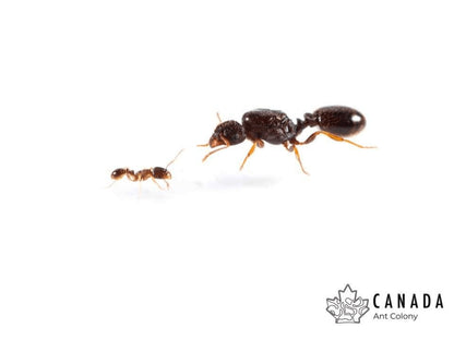 Tetramorium immigrans (Pavement Ant) - Canada Ant Colony