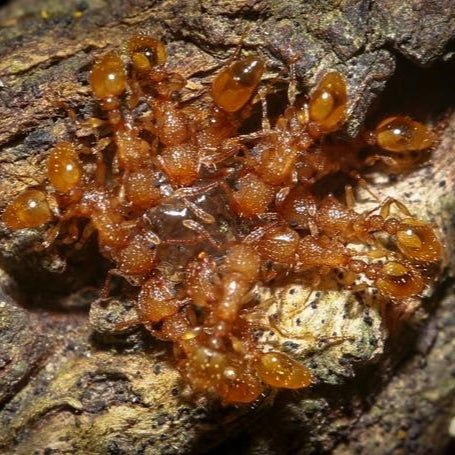 Tetramorium simillimum (Yellow Guinea Ant) - Canada Ant Colony