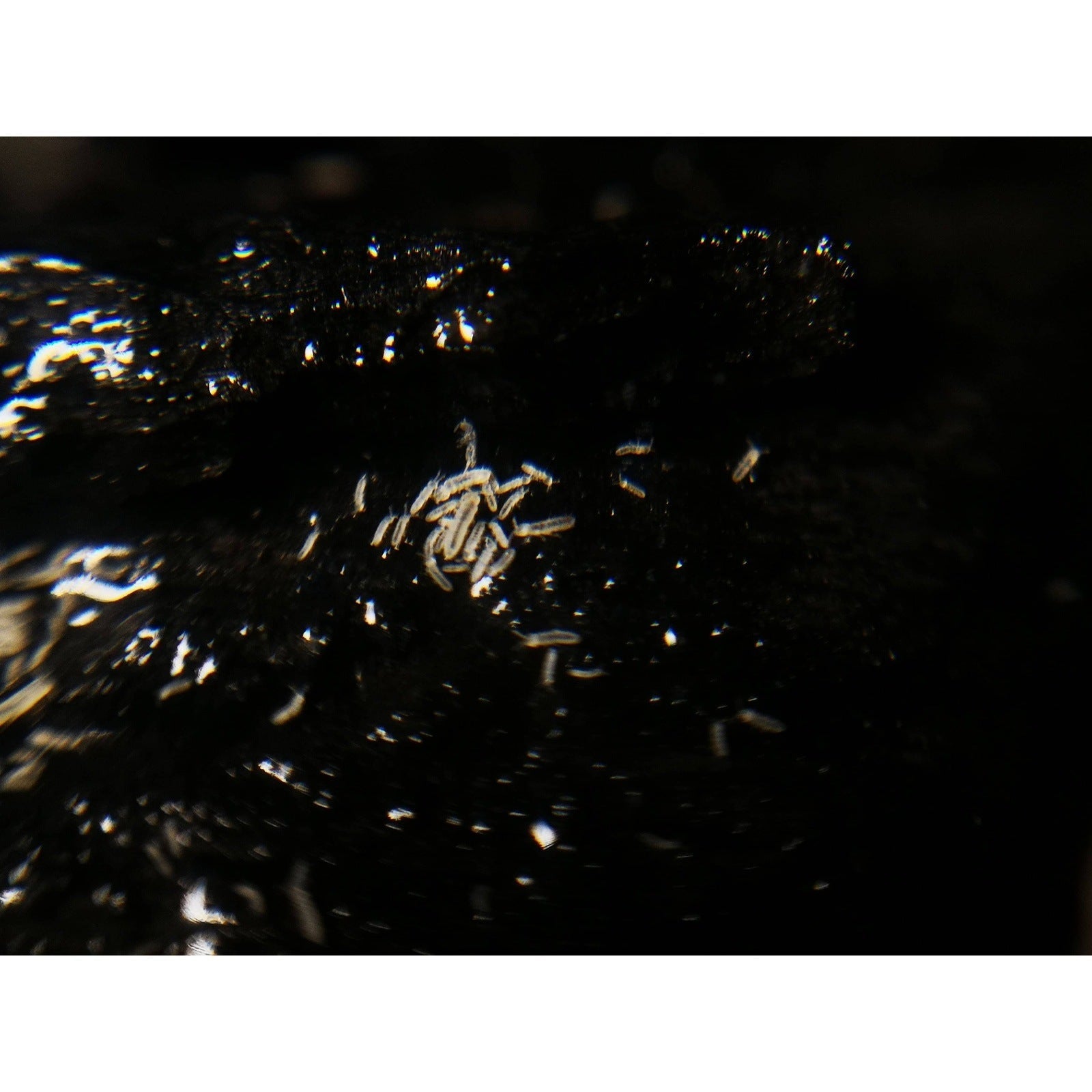 White Temperate Springtail Culture – Canada Ant Colony