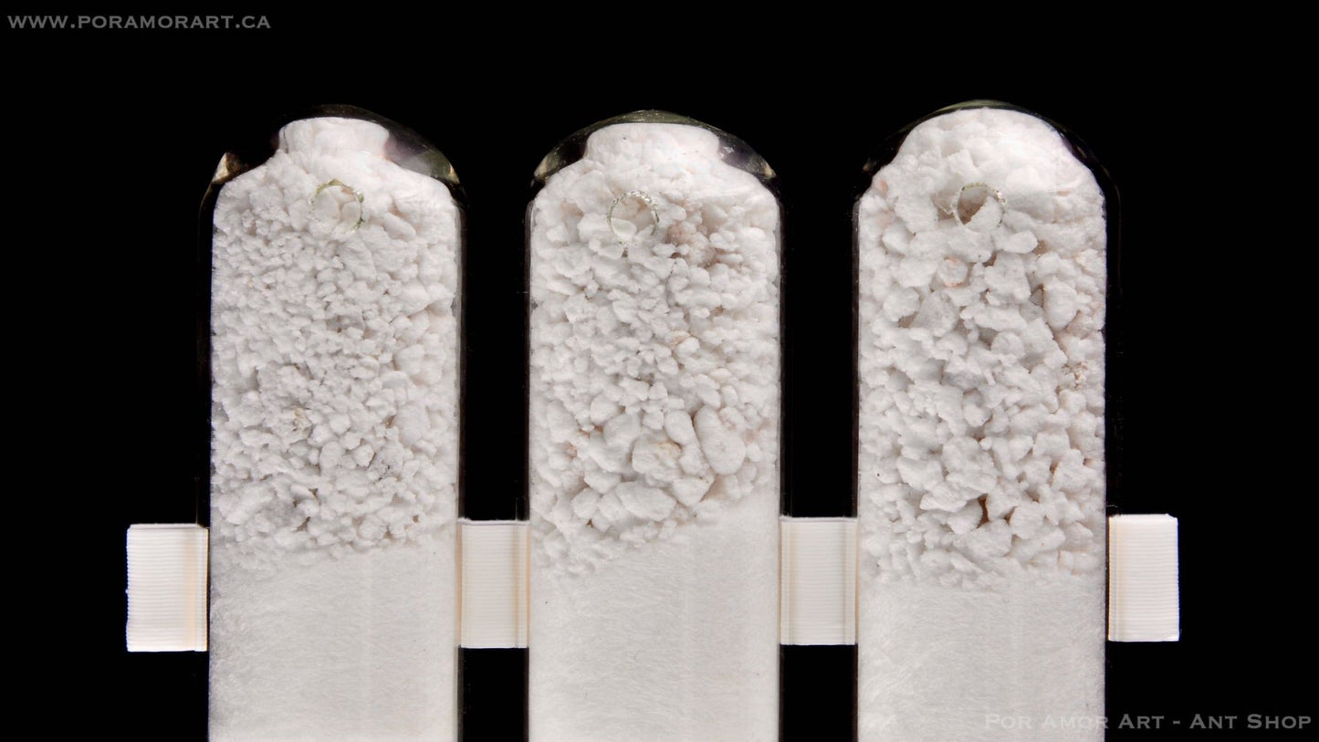 Window Test Tube Array Formicarium Plastic texture 12.7mm (1/2 Inch) - Canada Ant Colony