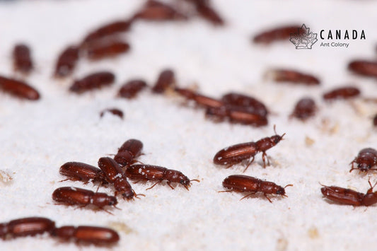 Wise Flour Beetles - Canada Ant Colony