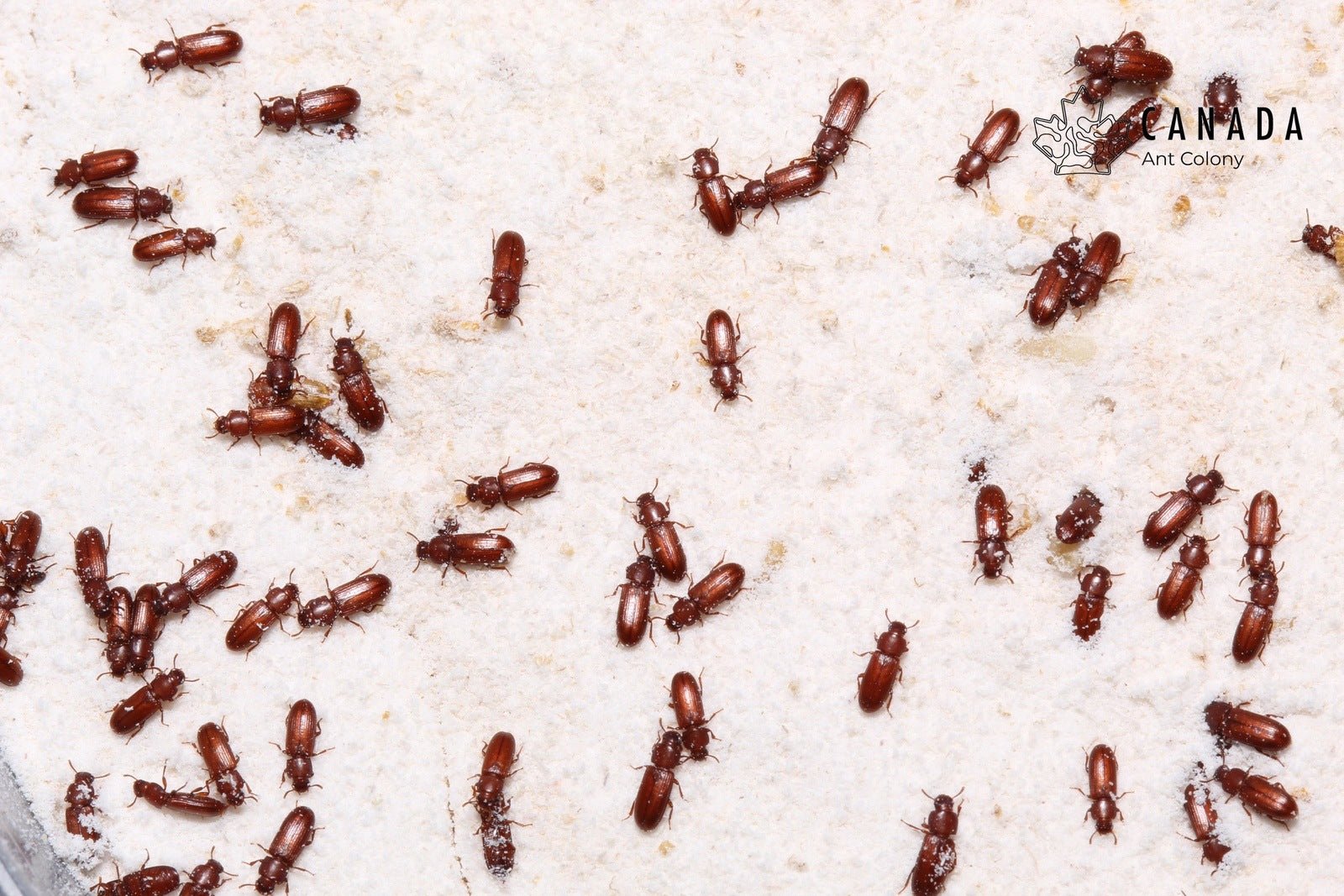 Wise Flour Beetles - Canada Ant Colony