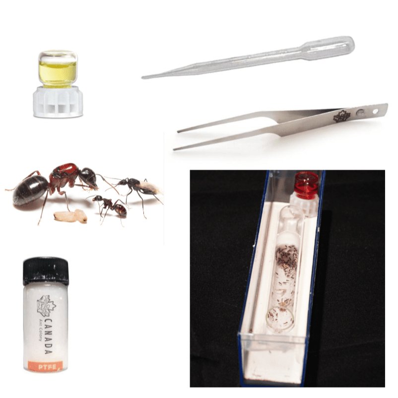 Worker Ant's Founding Starter Kit - Canada Ant Colony