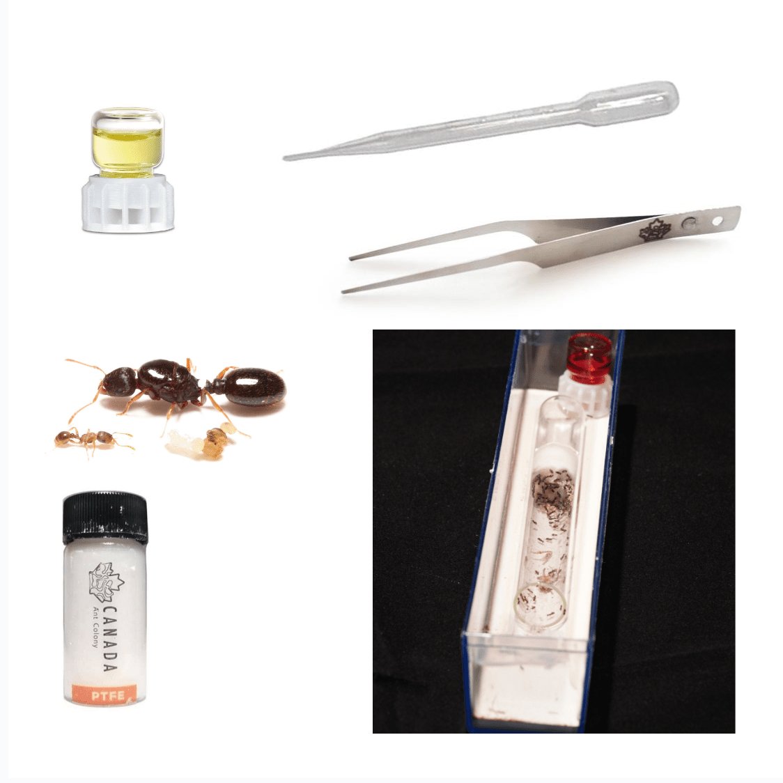 Worker Ant's Founding Starter Kit - Canada Ant Colony