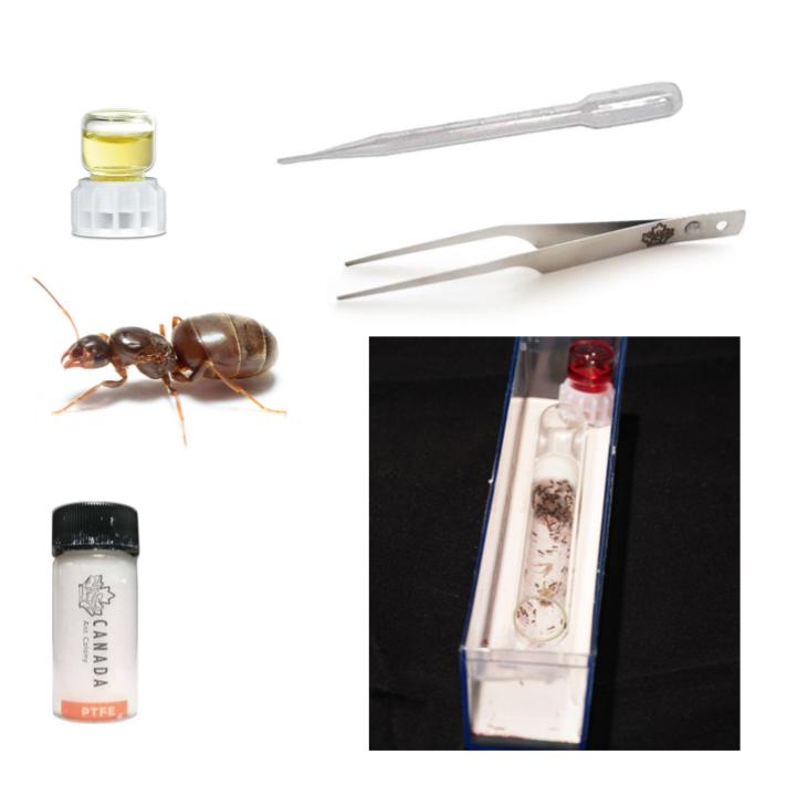 Worker Ant's Founding Starter Kit - Canada Ant Colony