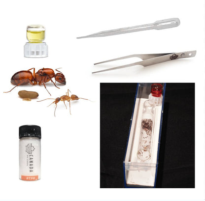 Worker Ant's Founding Starter Kit - Canada Ant Colony