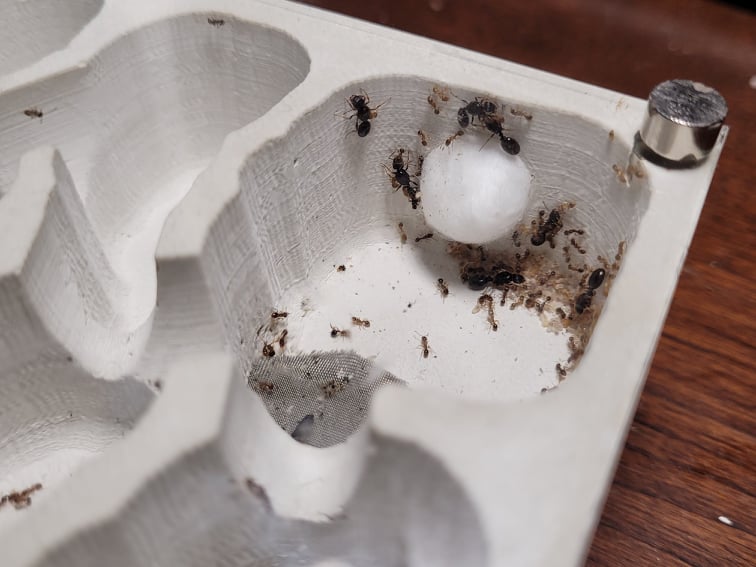 Itsa: Larger Ant Nest canada-colony
