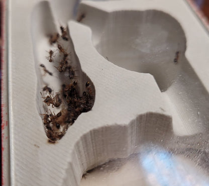 Itsa: Ant Nest Prototypes canada-colony