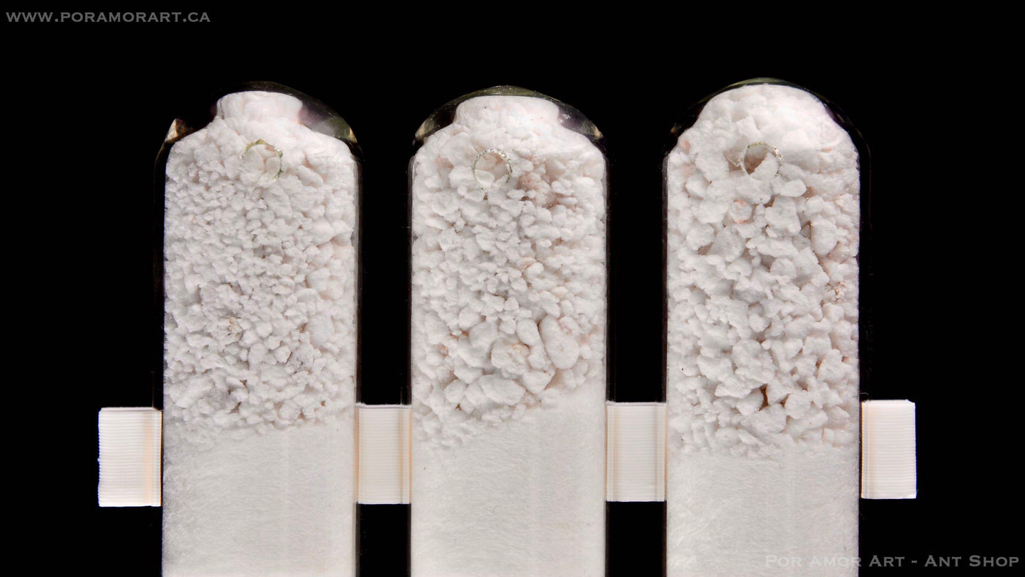 Window Test Tube Array Formicarium Sanded texture 12.7mm 1/2 Inch canada-colony
