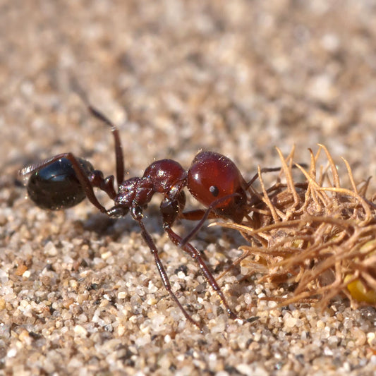 Messor minor hesperius "Red" Canary Islands Harvester Ants canada-colony