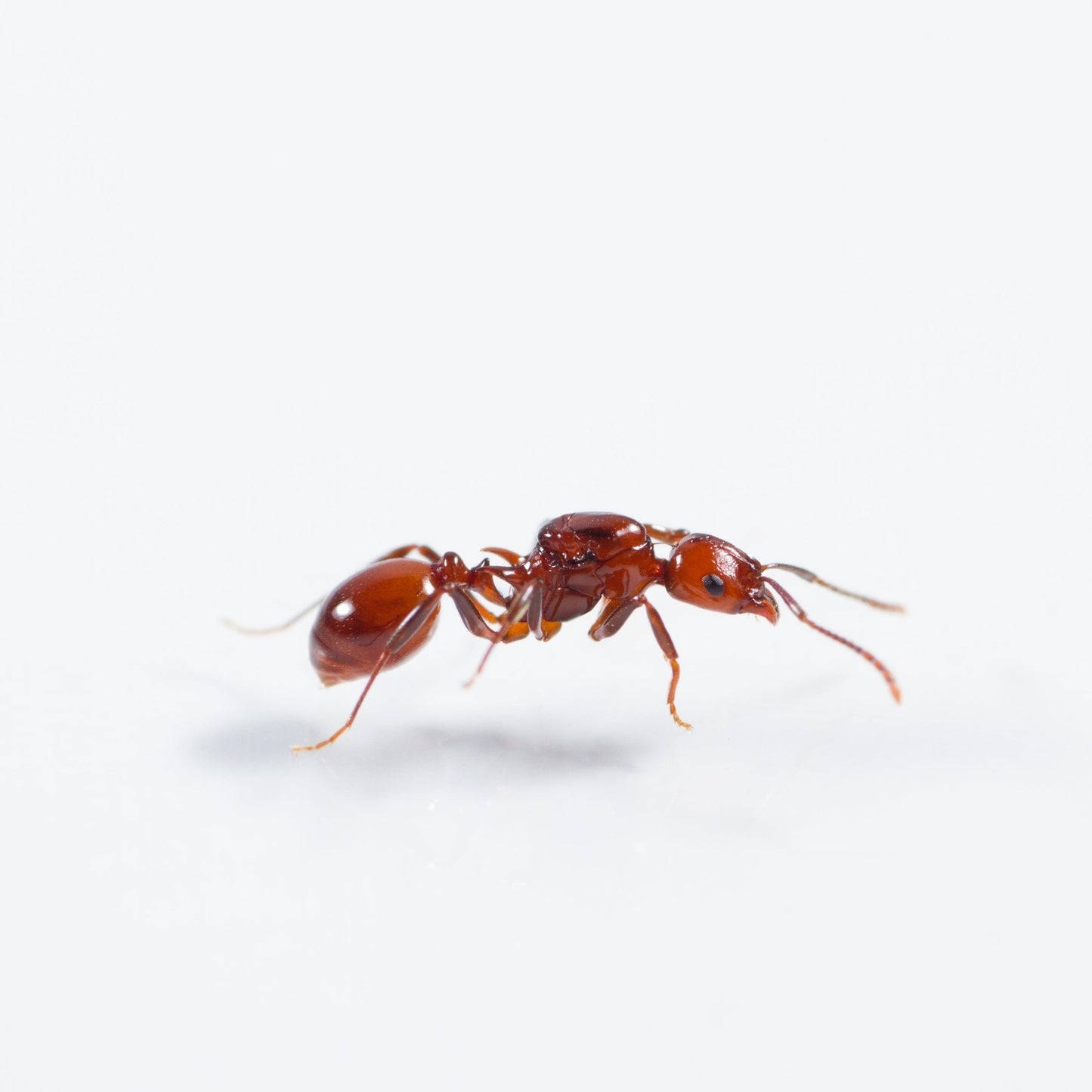 Aphaenogaster tennesseensis Tennessee Collared Ant canada-colony