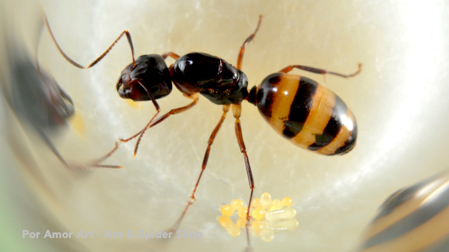 Camponotus subbarbatus Bumblebee Carpenter Ant canada-colony