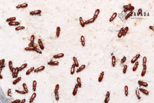 Load image into Gallery viewer, Confused Flour Beetles
