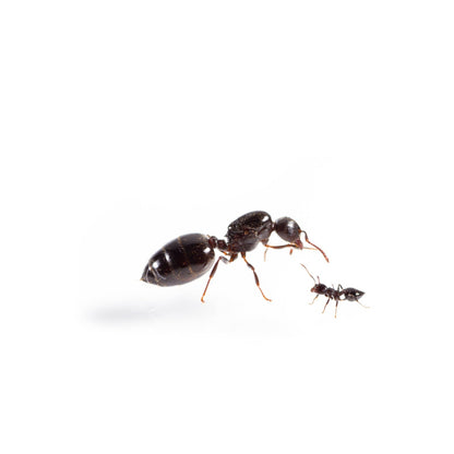 Crematogaster cerasi Cherry Acrobat Ants canada-colony