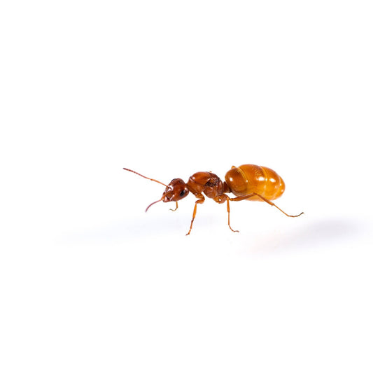 Formica bradleyi Bradley's Field Ant canada-colony