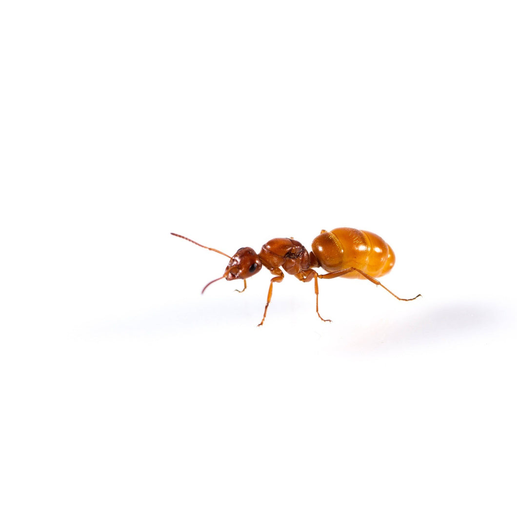 Formica bradleyi (Bradley's Field Ant) - Canada Ant Colony