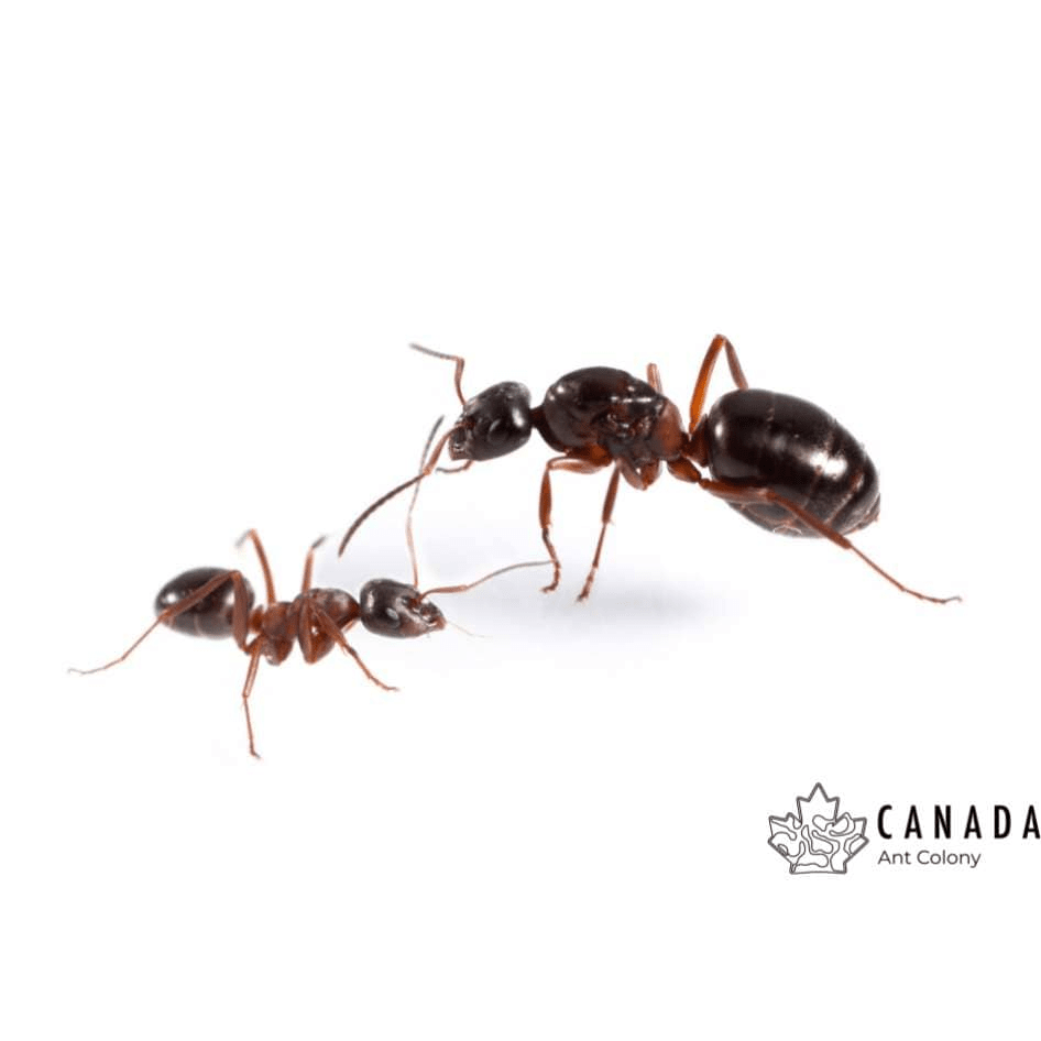 Formica neorufibarbis New World Red Bearded Field Ant canada-colony