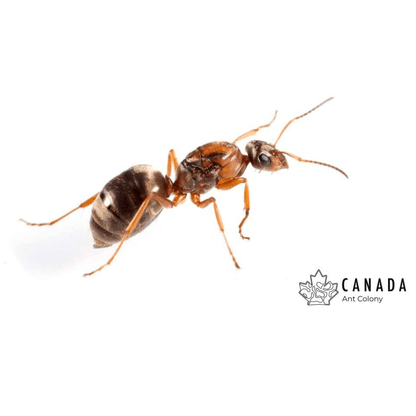 Formica pacifica Pacific Field Ant canada-colony