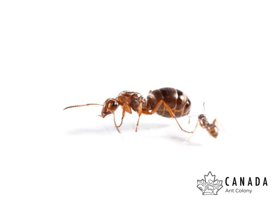 Formica pacifica Pacific Field Ant canada-colony